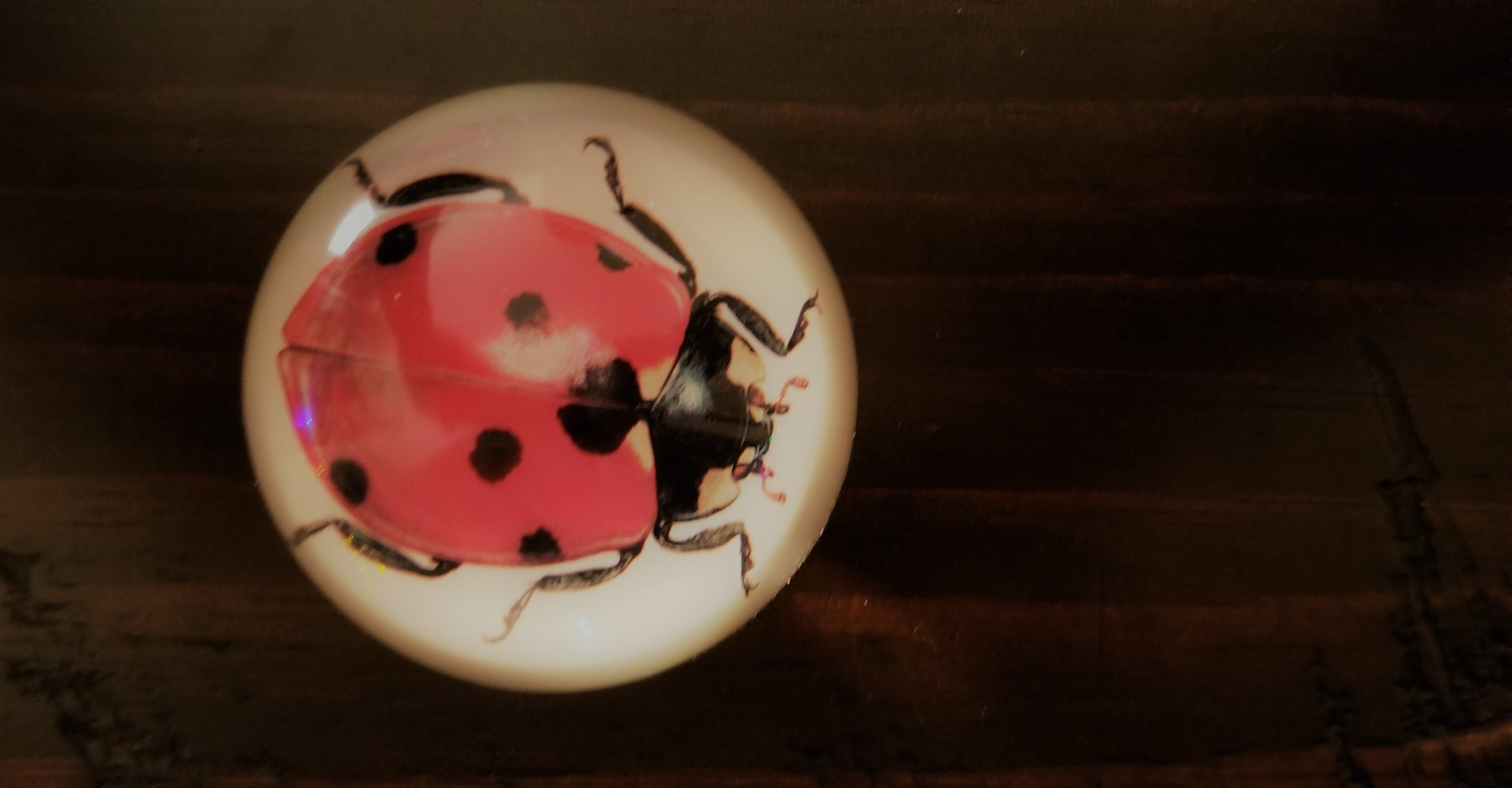 Ladybug